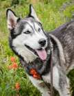 Alaskan Husky dog among wildflowers. Art Print